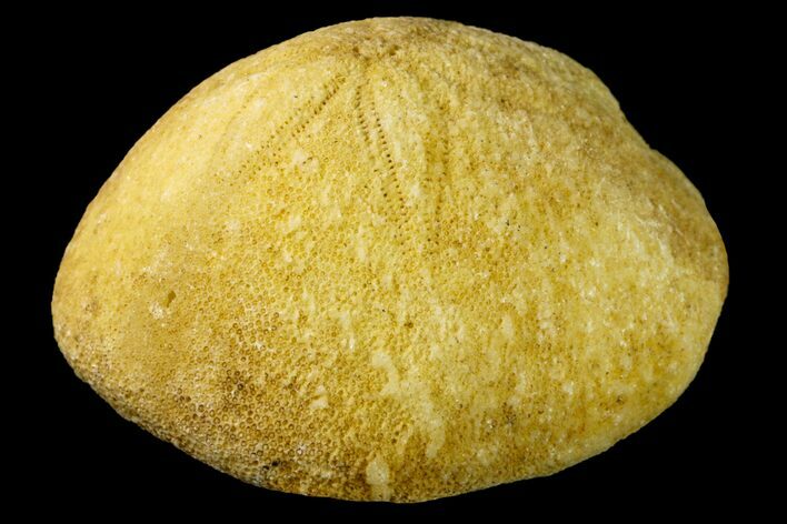 Eocene Sea Urchin (Rhyncholampas) Fossil - France #156388